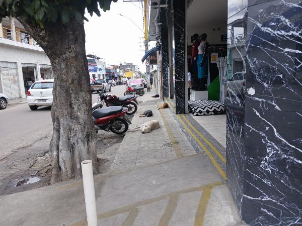 Município de Serrinha enfrenta superpopulação de animais de rua