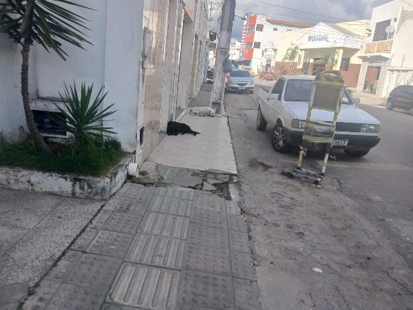 É grande a quantidade de animais abandonados pelas ruas de Serrinha