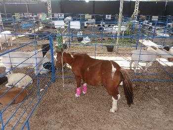 Sucesso da Expo Barrocas é comemorado pelos organizadores do evento